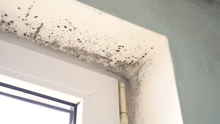 Best Black Mold Removal  in Adwolf, VA